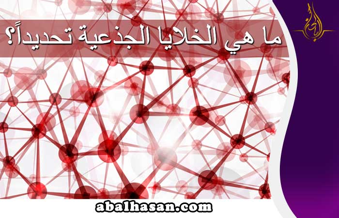 ما هي الخلايا الجذعية؟ وأين توجد؟